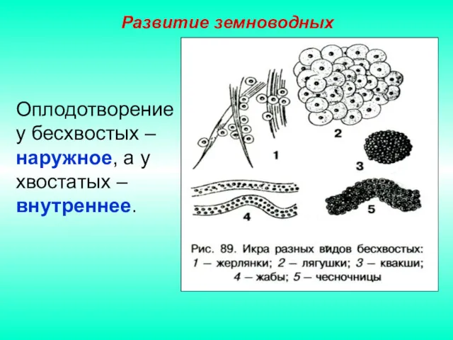 Развитие земноводных Оплодотворение у бесхвостых – наружное, а у хвостатых – внутреннее.