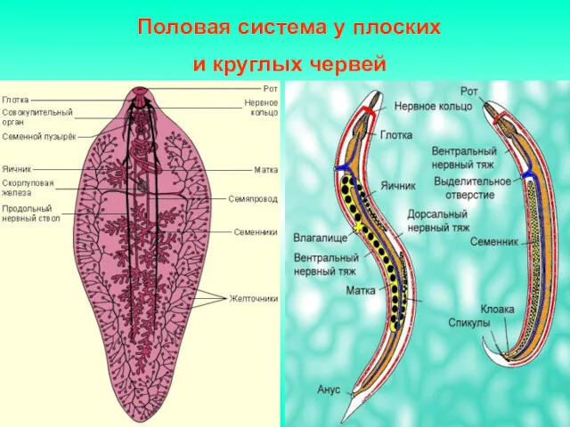 Половая система у плоских и круглых червей