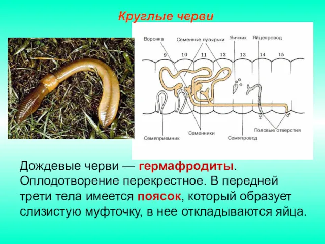 Дождевые черви — гермафродиты. Оплодотворение перекрестное. В передней трети тела