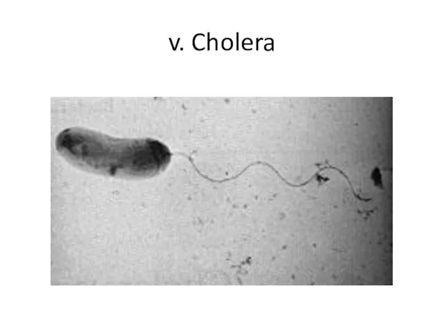 v. Cholera