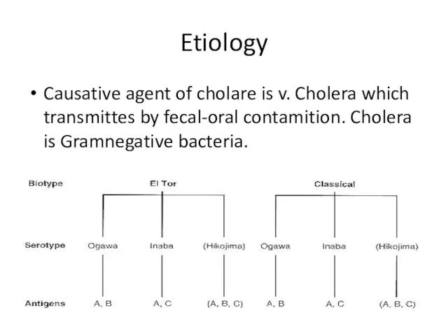 Etiology Causative agent of cholare is v. Cholera which transmittes