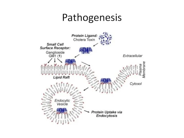 Pathogenesis