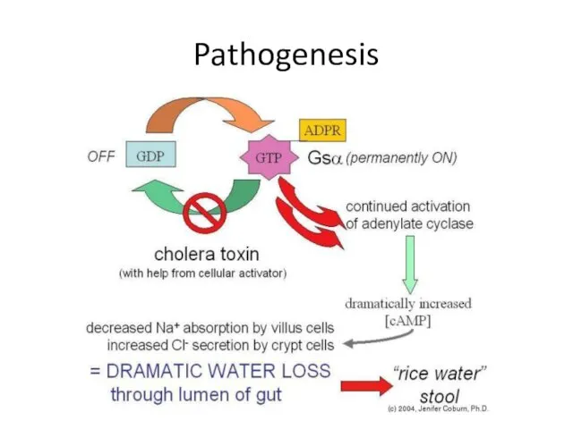 Pathogenesis