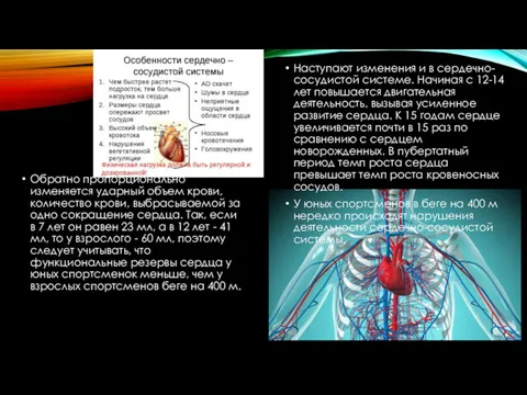 Обратно пропорционально изменяется ударный объем крови, количество крови, выбрасываемой за