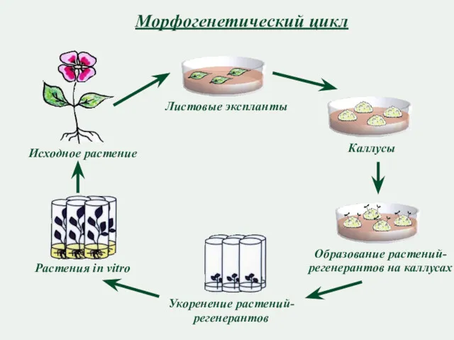 Морфогенетический цикл Образование растений-регенерантов на каллусах Исходное растение Листовые экспланты Каллусы Укоренение растений-регенерантов Растения in vitro