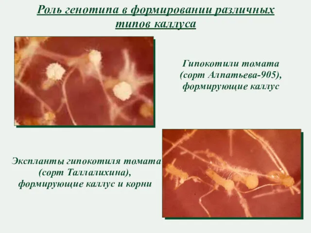 Роль генотипа в формировании различных типов каллуса Гипокотили томата (сорт