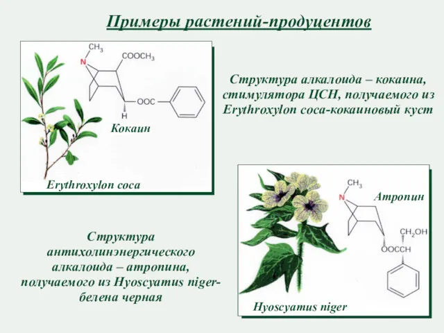 Примеры растений-продуцентов Структура алкалоида – кокаина, стимулятора ЦСН, получаемого из