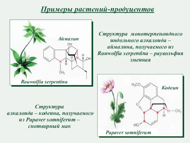 Примеры растений-продуцентов Структура монотерпеноидного индольного алкалоида – аймалина, получаемого из