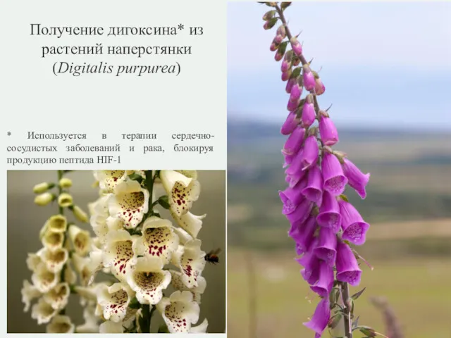 Получение дигоксина* из растений наперстянки (Digitalis purpurea) * Используется в