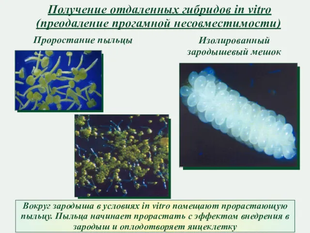 Получение отдаленных гибридов in vitro (преодаление прогамной несовместимости) Проростание пыльцы