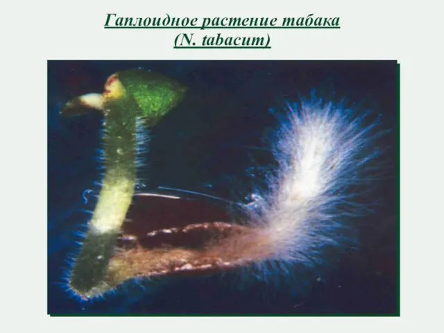 Гаплоидное растение табака (N. tabacum)