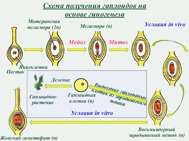 Схема получения гаплоидов на основе гиногенеза Пестик Яицеклетка Материнская мегаспора