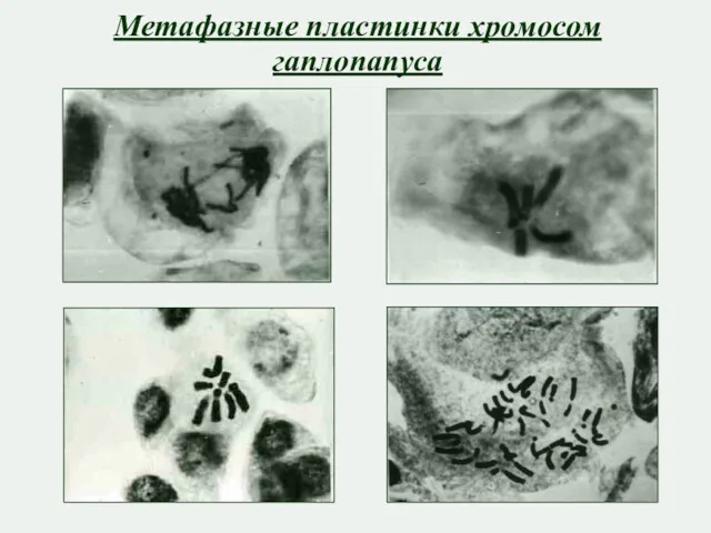 Метафазные пластинки хромосом гаплопапуса