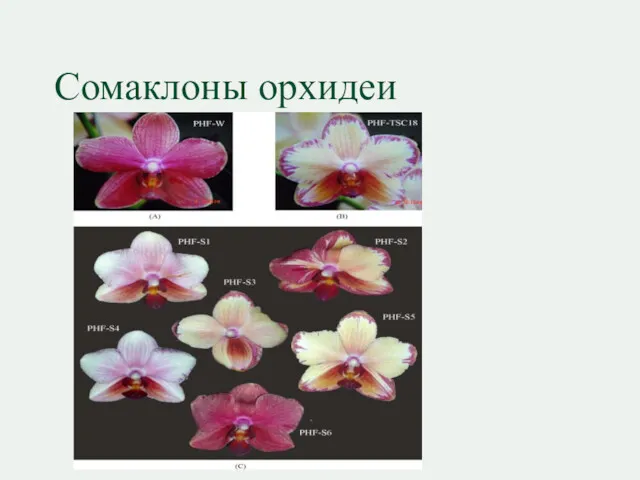Сомаклоны орхидеи
