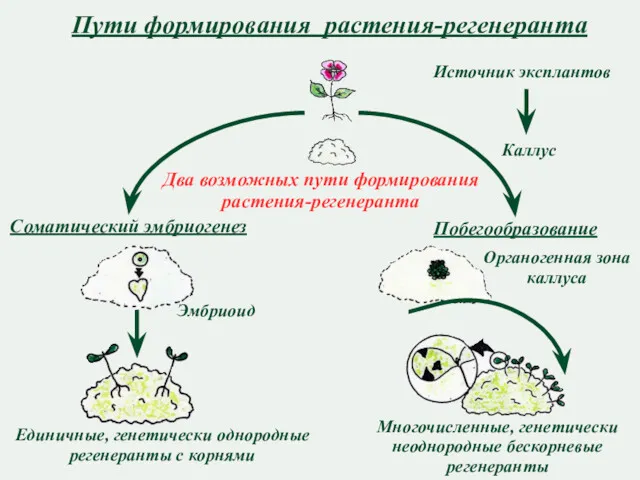 Пути формирования растения-регенеранта Соматический эмбриогенез Единичные, генетически однородные регенеранты с