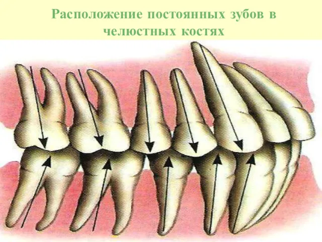 Расположение постоянных зубов в челюстных костях