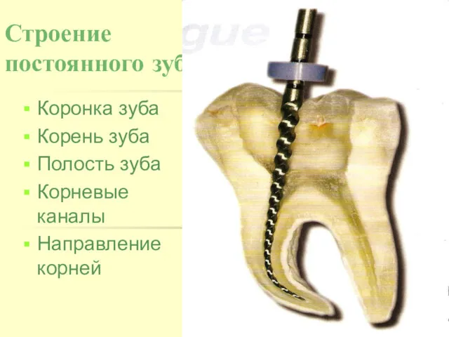 Строение постоянного зуба Коронка зуба Корень зуба Полость зуба Корневые каналы Направление корней
