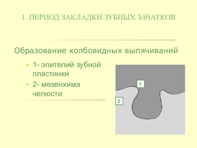 1. ПЕРИОД ЗАКЛАДКИ ЗУБНЫХ ЗАЧАТКОВ 1- эпителий зубной пластинки 2-