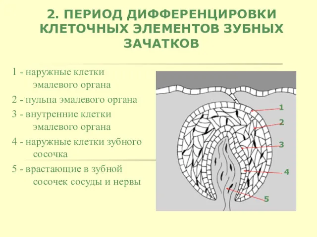 2. ПЕРИОД ДИФФЕРЕНЦИРОВКИ КЛЕТОЧНЫХ ЭЛЕМЕНТОВ ЗУБНЫХ ЗАЧАТКОВ 1 - наружные