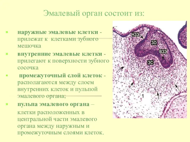 Эмалевый орган состоит из: наружные эмалевые клетки - прилежат к