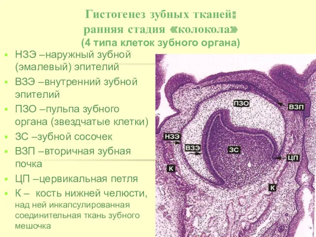 Гистогенез зубных тканей: ранняя стадия «колокола» (4 типа клеток зубного