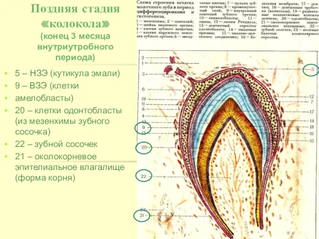 Поздняя стадия «колокола» (конец 3 месяца внутриутробного периода) 5 –