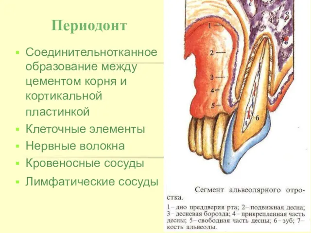 Периодонт Соединительнотканное образование между цементом корня и кортикальной пластинкой Клеточные