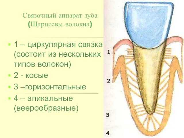 Связочный аппарат зуба (Шарпеевы волокна) 1 – циркулярная связка (состоит