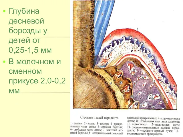 Глубина десневой борозды у детей от 0,25-1,5 мм В молочном и сменном прикусе 2,0-0,2 мм