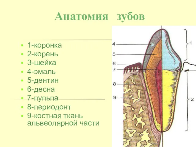 Анатомия зубов 1-коронка 2-корень 3-шейка 4-эмаль 5-дентин 6-десна 7-пульпа 8-периодонт 9-костная ткань альвеолярной части