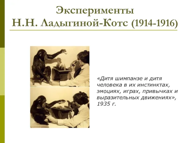 Эксперименты Н.Н. Ладыгиной-Котс (1914-1916) «Дитя шимпанзе и дитя человека в