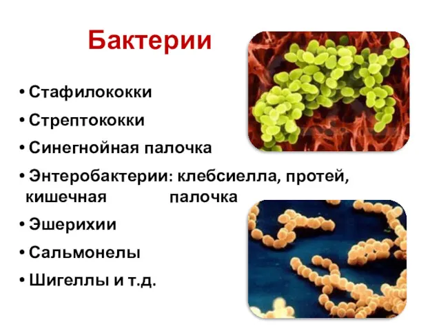 Бактерии Стафилококки Стрептококки Синегнойная палочка Энтеробактерии: клебсиелла, протей, кишечная палочка Эшерихии Сальмонелы Шигеллы и т.д.