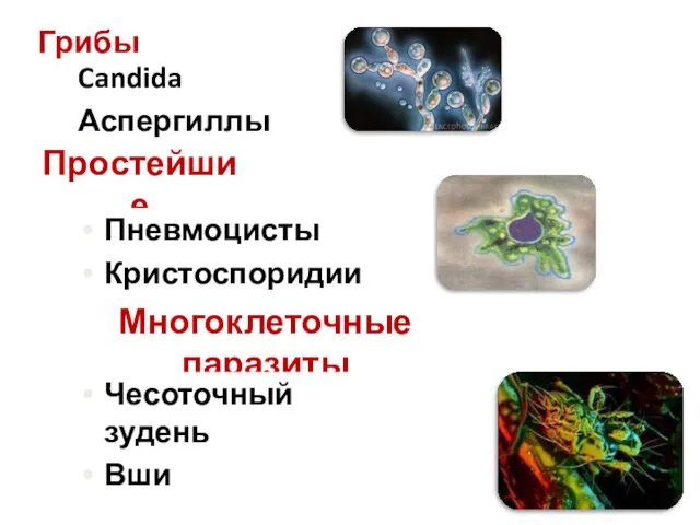 Грибы Candida Аспергиллы Простейшие Пневмоцисты Кристоспоридии Многоклеточные паразиты Чесоточный зудень Вши