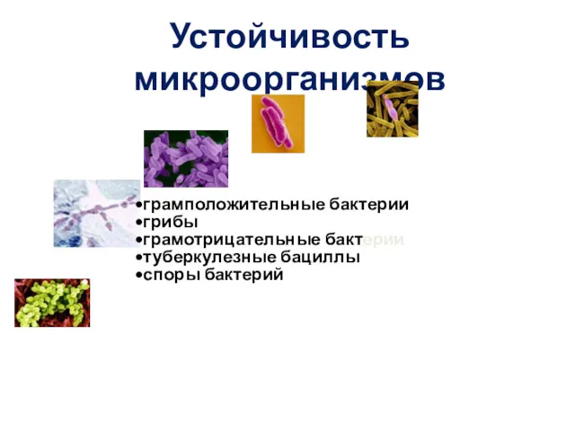 Устойчивость микроорганизмов грамположительные бактерии грибы грамотрицательные бактерии туберкулезные бациллы споры бактерий