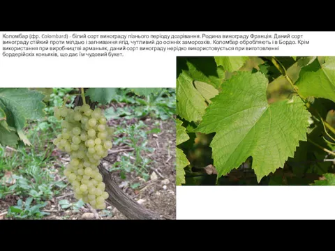 Коломбар (фр. Colombard) - білий сорт винограду пізнього періоду дозрівання.