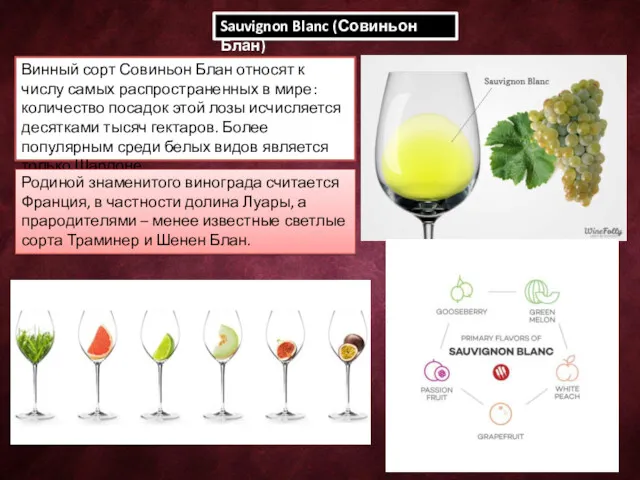 Sauvignon Blanc (Совиньон Блан) Винный сорт Совиньон Блан относят к