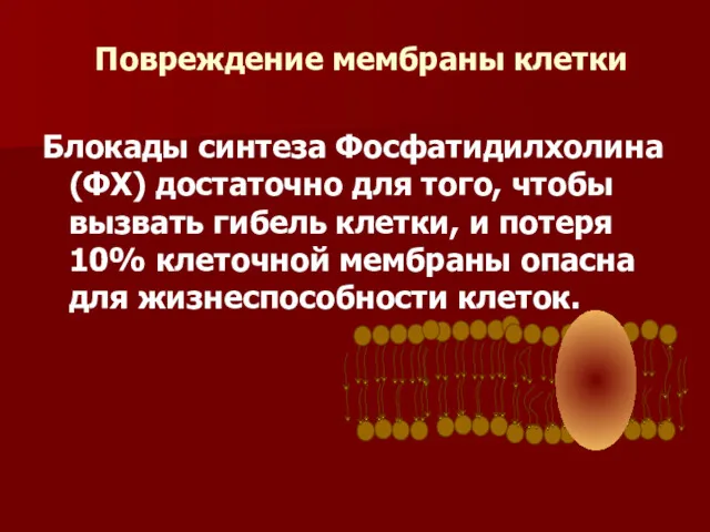 Блокады синтеза Фосфатидилхолина (ФХ) достаточно для того, чтобы вызвать гибель