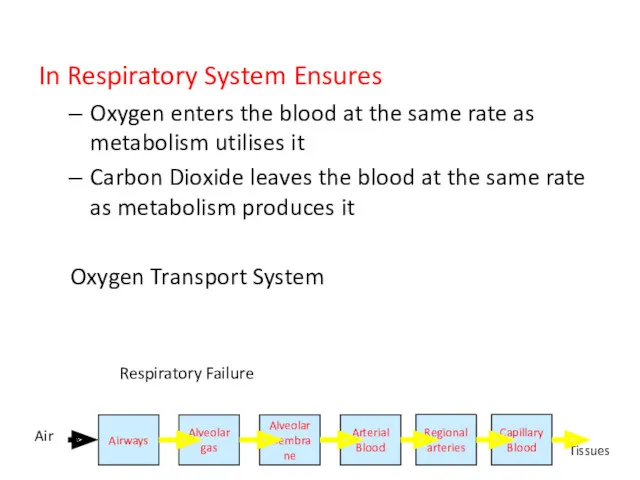 In Respiratory System Ensures Oxygen enters the blood at the