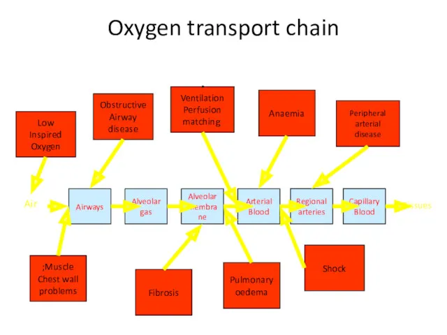 Oxygen transport chain Tissues Fibrosis Airways Alveolar gas Alveolar membrane
