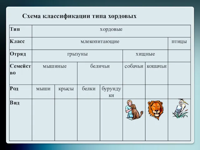 Схема классификации типа хордовых