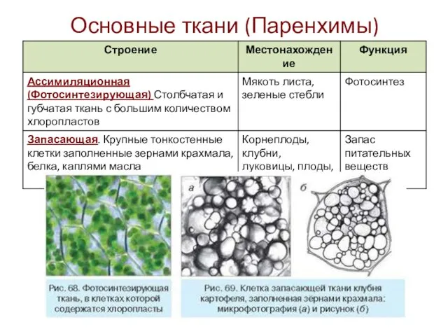 Основные ткани (Паренхимы)