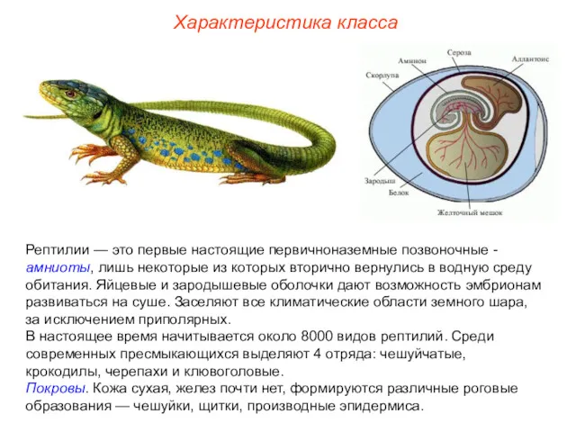 Характеристика класса Рептилии — это первые настоящие первичноназемные позвоночные -