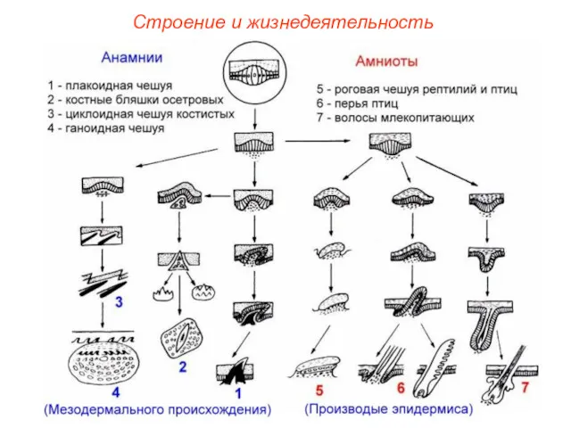 Строение и жизнедеятельность