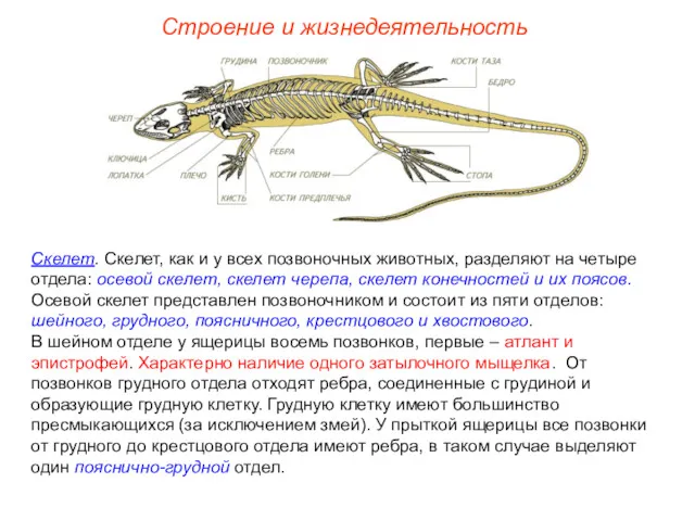 Строение и жизнедеятельность Скелет. Скелет, как и у всех позвоночных