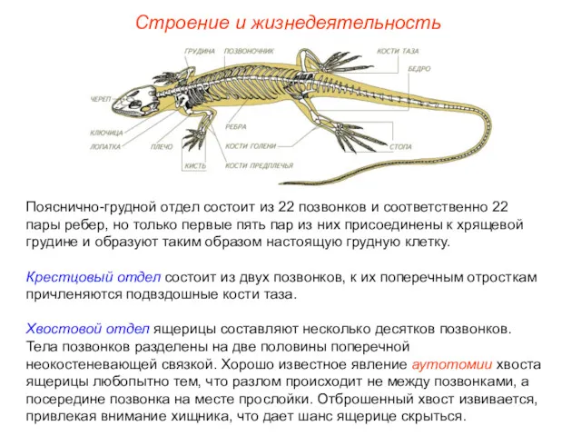 Строение и жизнедеятельность Пояснично-грудной отдел состоит из 22 позвонков и