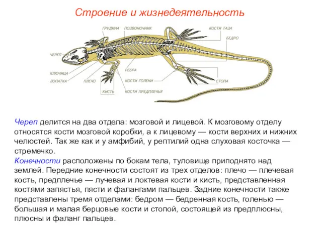 Строение и жизнедеятельность Череп делится на два отдела: мозговой и