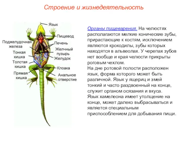 Строение и жизнедеятельность Органы пищеварения. На челюстях располагаются мелкие конические