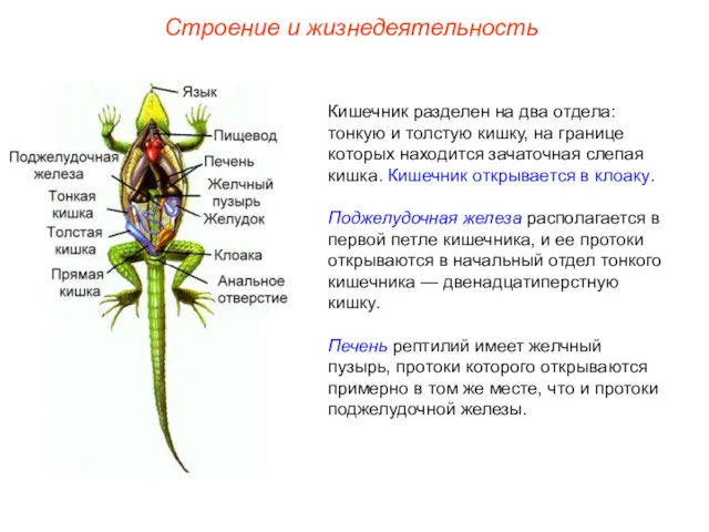 Строение и жизнедеятельность Кишечник разделен на два отдела: тонкую и