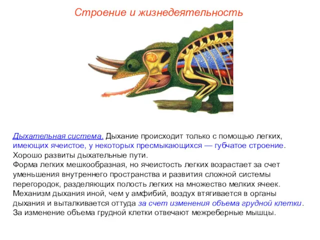 Строение и жизнедеятельность Дыхательная система. Дыхание происходит только с помощью