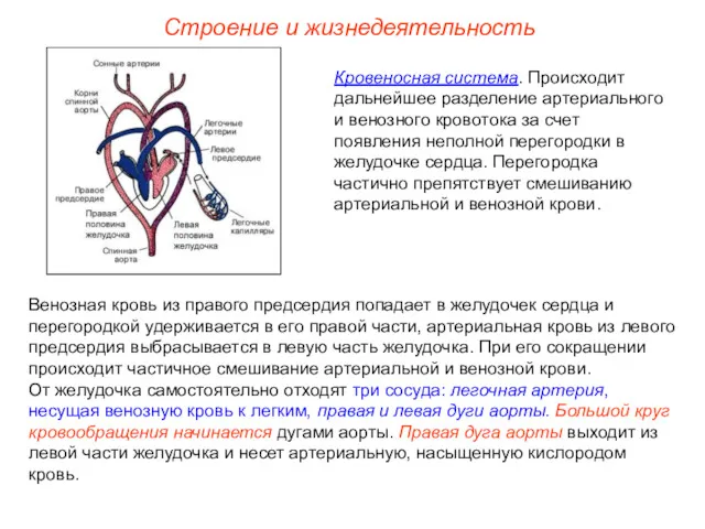 Строение и жизнедеятельность Кровеносная система. Происходит дальнейшее разделение артериального и
